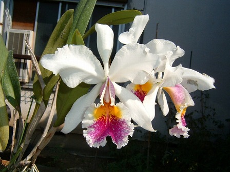 C. Hardyana semi alba 2003