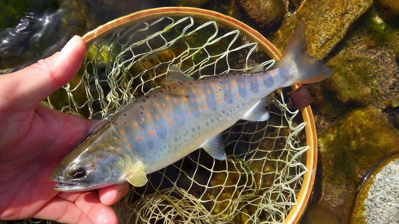 アマゴ 釣り人目線の魚図鑑 続 あんさん野遊びダイヤリー フィッシングメモ 楽天ブログ