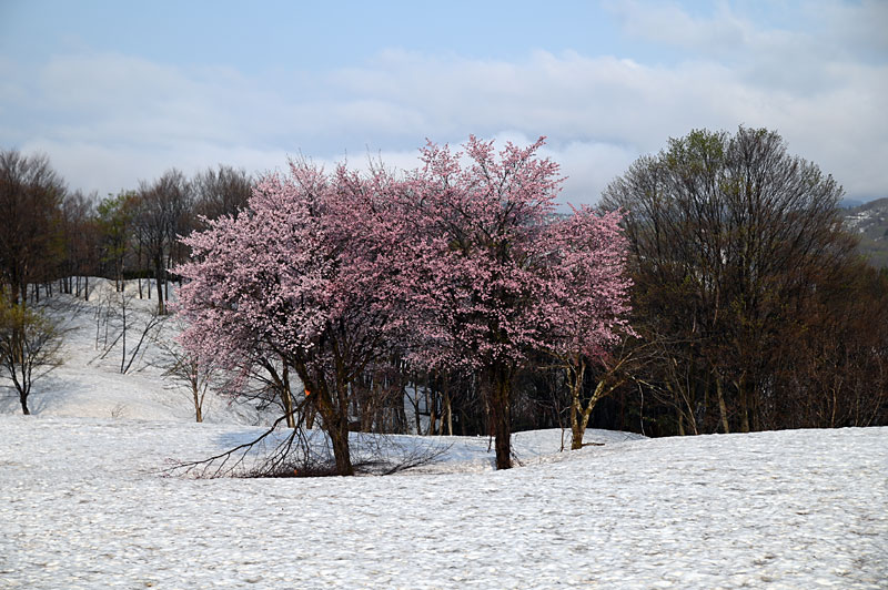 雪と桜 その2 | 夜空を見上げるブログ - 楽天ブログ