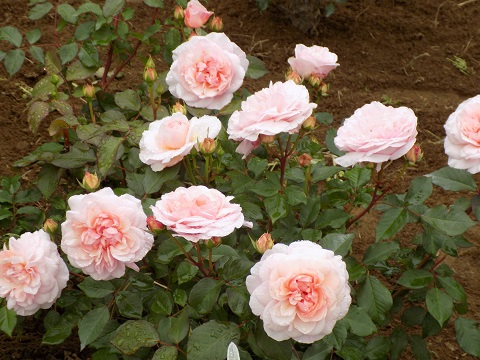 DSCN3145.JPG