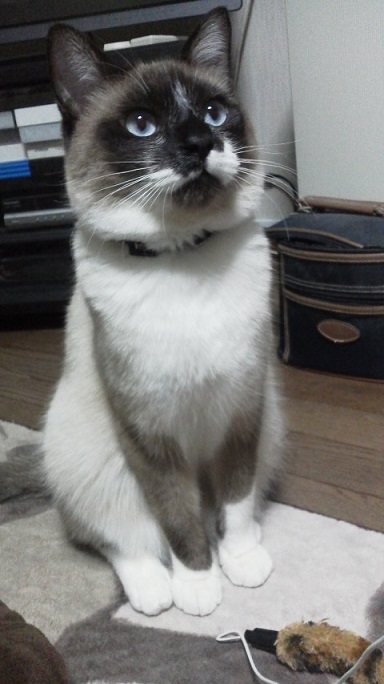 ライ