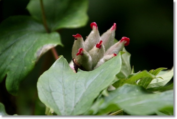 実家の庭-2 ボタン-2 16.4.25