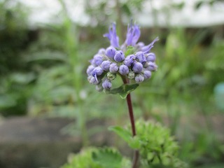 IMG_0223ss.jpg