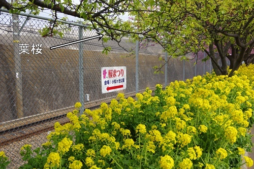 三浦海岸の河津桜