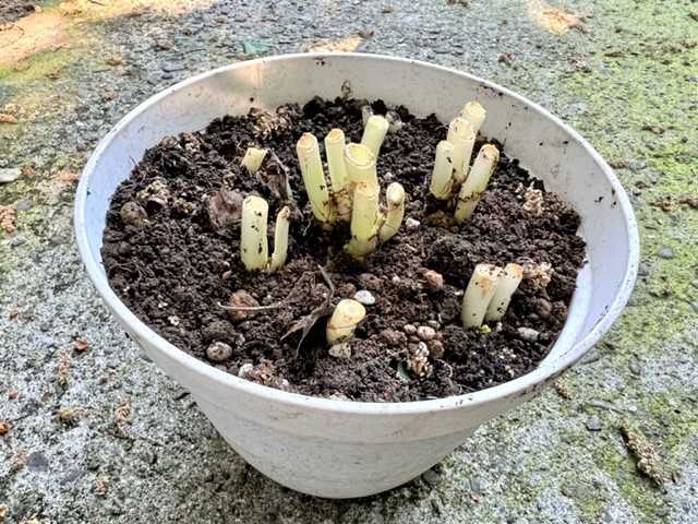 根三つ葉の根っこ を植木鉢に植えました 居酒屋さんの かぶら屋 でちょっと早い夕食 フレグランスのお部屋 楽天ブログ