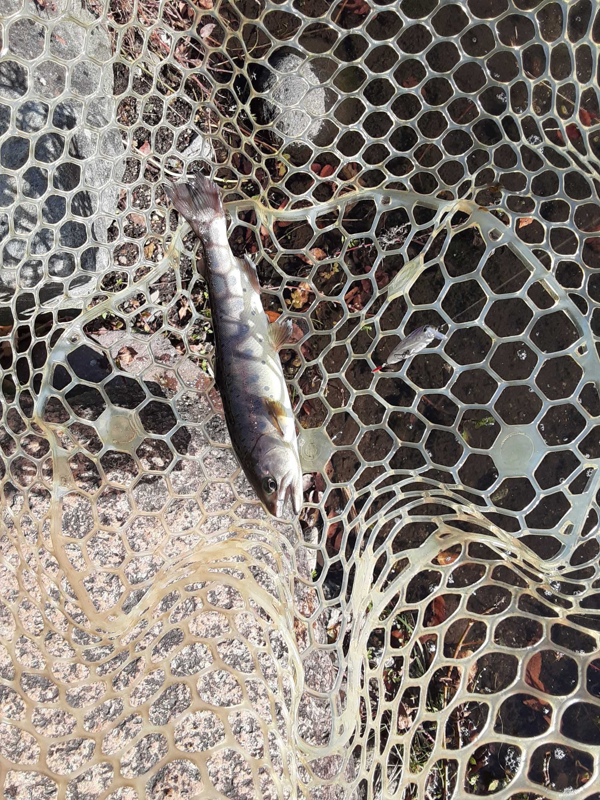 記事一覧 タカの管釣り釣行記 楽天ブログ