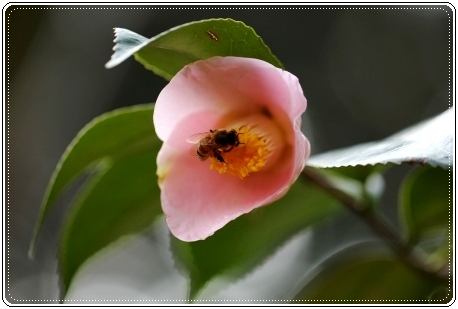 樹木公園-7 ミツバチと椿 13.3.19