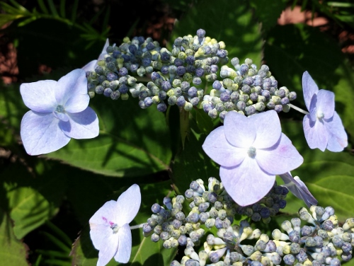 20150620_093902 (500x376).jpg