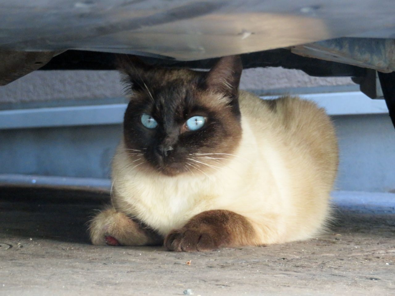 本日の猫たちの様子は の巻 その36 人さまのネコ 楽天ブログ