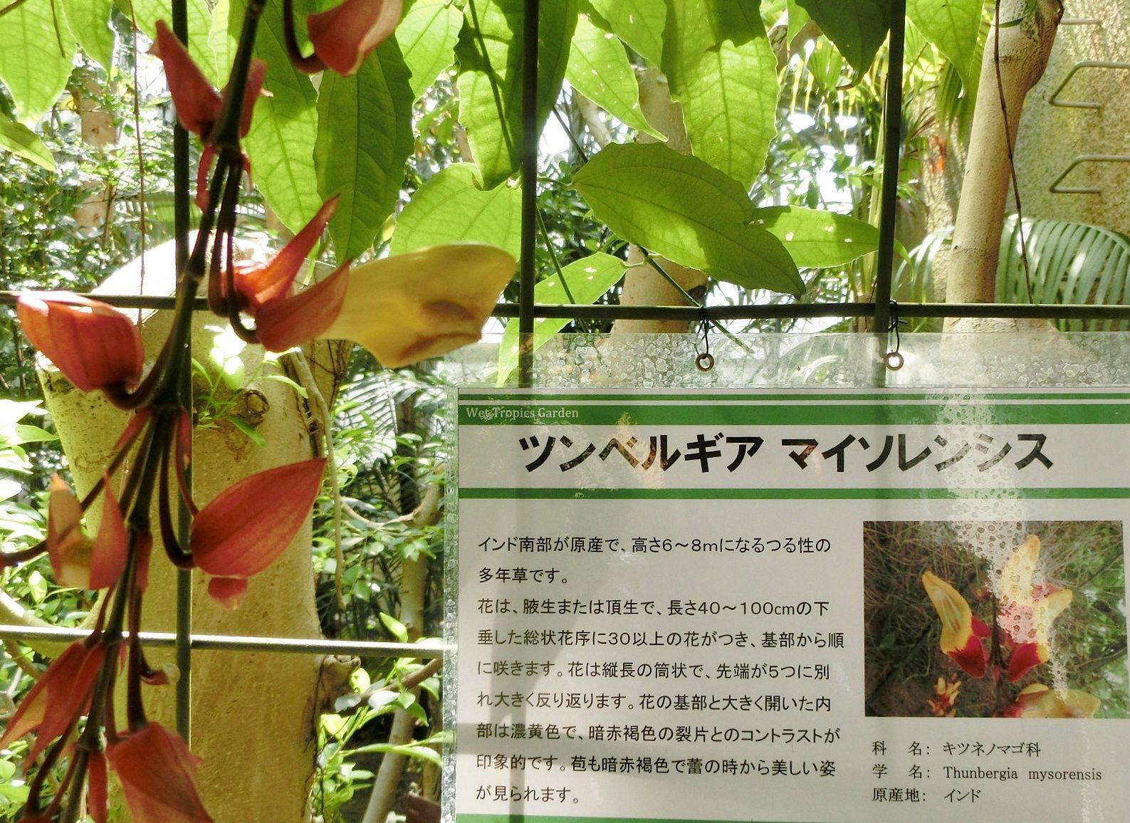 京都府立植物園で見た花 ツンベルギア2品種他 だい のひとりごと 楽天ブログ