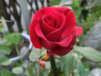 CIMG0337.JPG