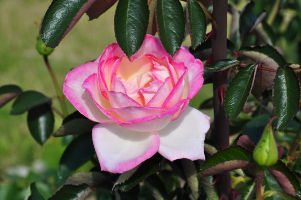 おとぎの森公園　秋の薔薇