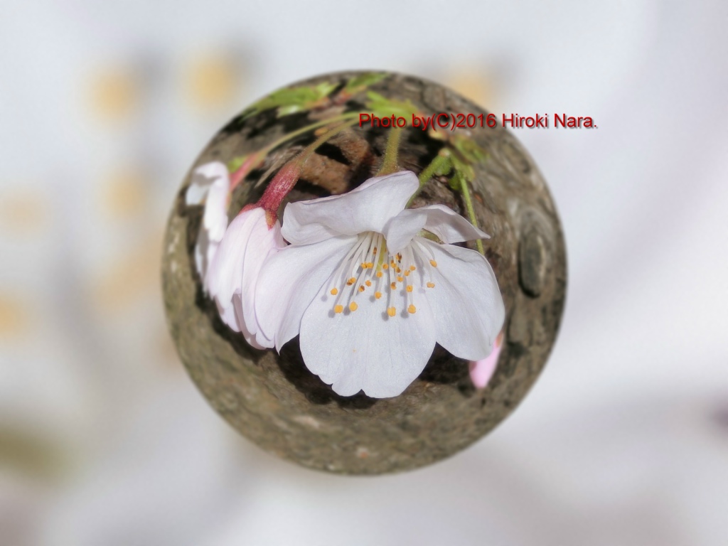 光景　sight0543 桜　サクラ　cherry blossom 春　spring　宙玉