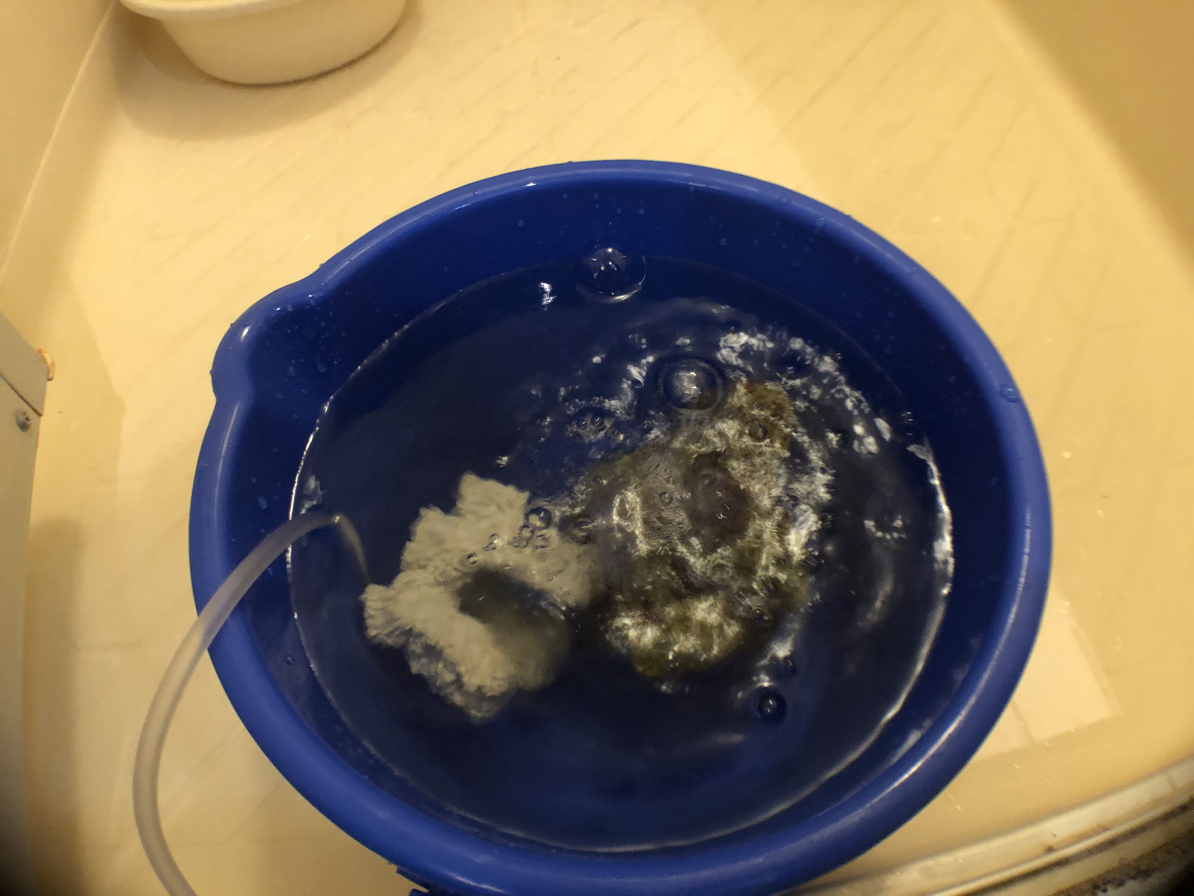 はじめての海水魚水槽4】水槽立ち上げ！ | ありえないありえる