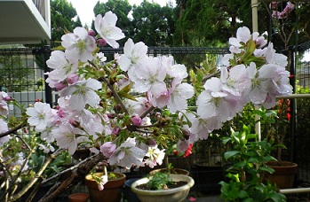 南殿桜２