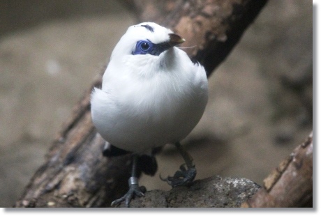 東京旅行-71 カンムリシロムク 13.10.5
