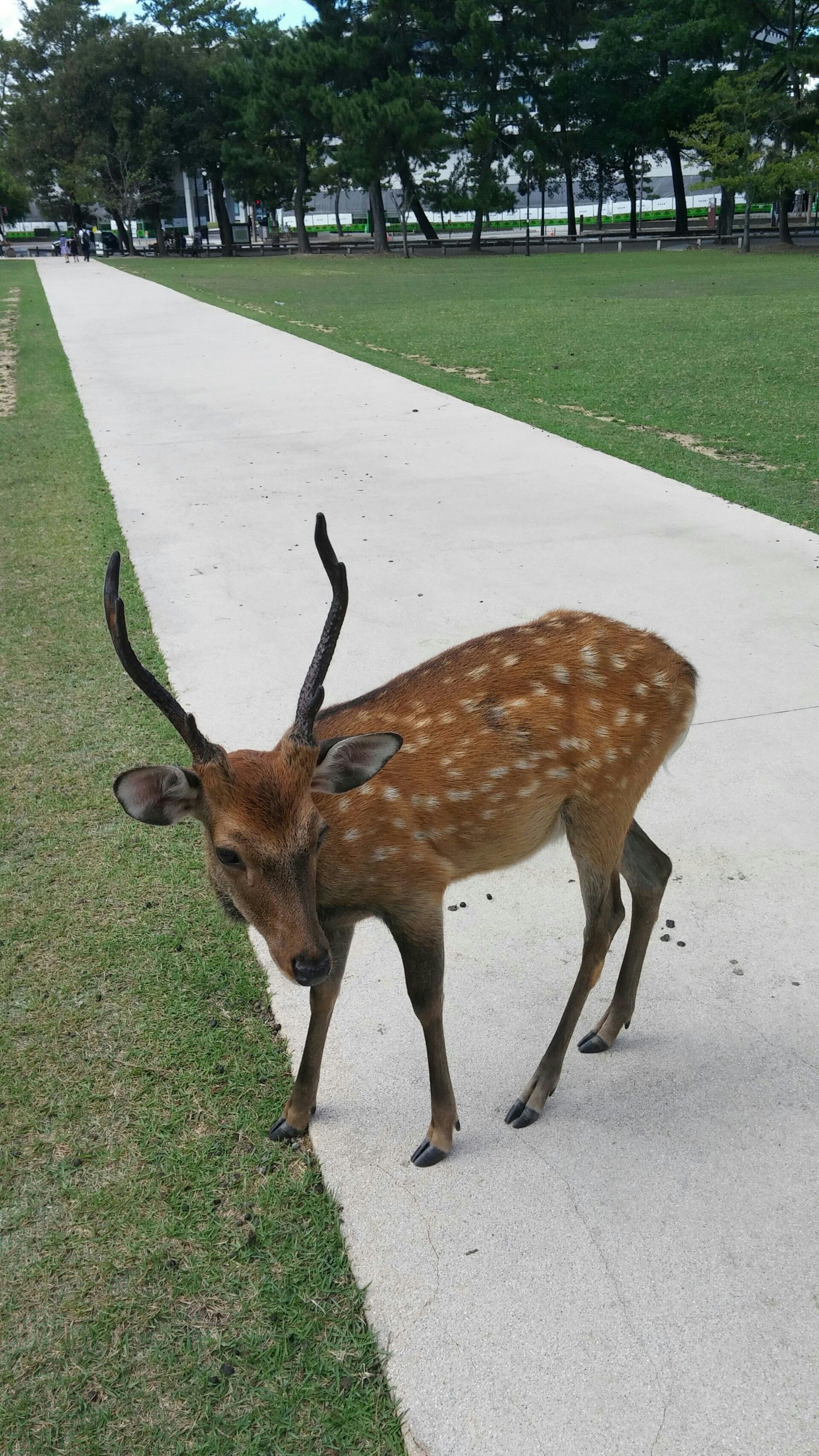 鹿 可愛い 動物の画像無料ダウンロード