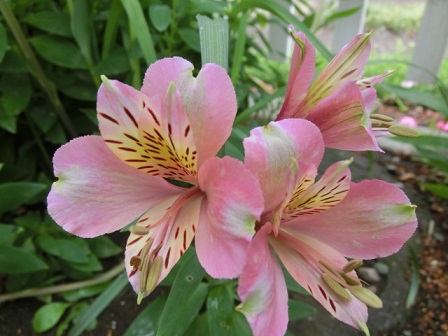 アルストロメリア