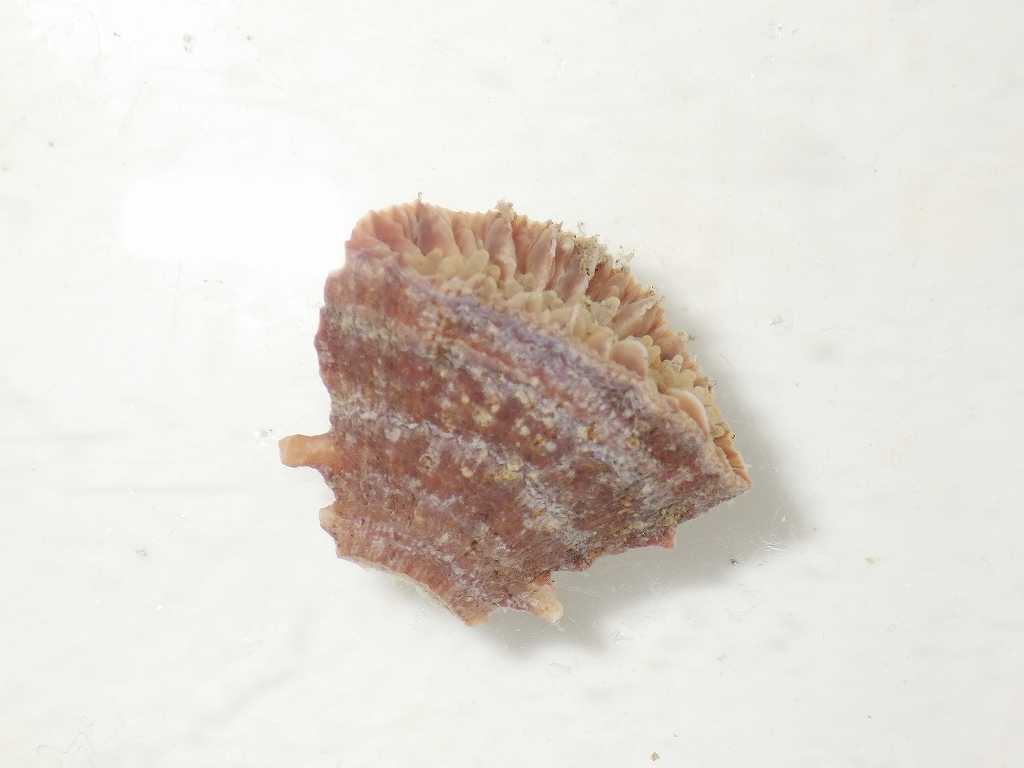 クサビセンスガイ属の一種（Truncatoflabellum sp.）2　深海性サンゴ　四国産