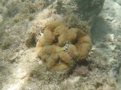 沖縄磯採集2012年8月下旬15　シュノーケリング　サンゴ