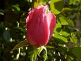 P1120168.JPG