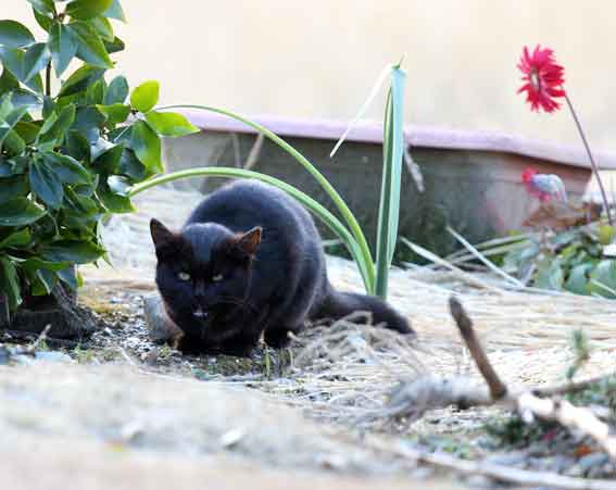 我が家のニャンコ♪2013/12/30-2