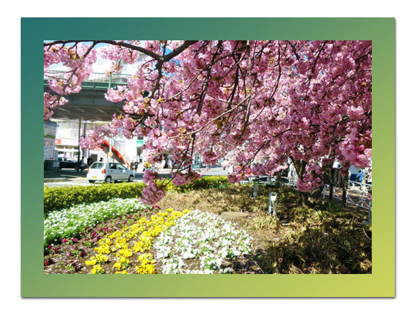 三浦海岸駅前の河津桜