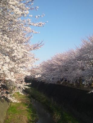 0408sakura2.JPG