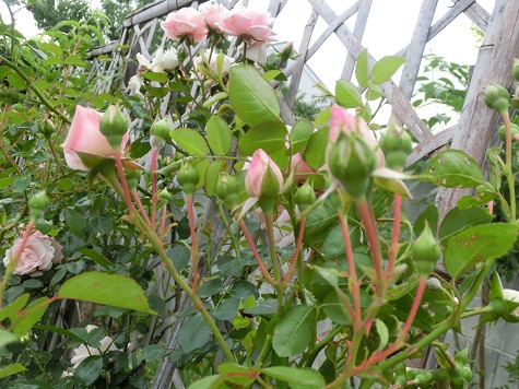 薔薇ニュードン