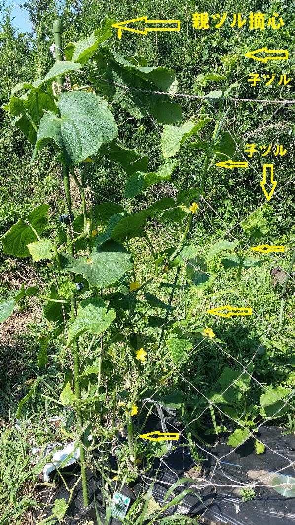 ふっつ市 キュウリの１００本栽培に挑戦中 有機無農薬栽培 富津市 串焼 権兵衛 始めましょう 家庭菜園 野菜 果樹 花卉 楽天ブログ