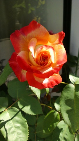 DCIM075a1.jpg
