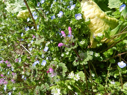 ２野の花.jpg