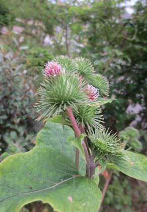 ごぼうの花が咲いています アトリエもこの適温生活 楽天ブログ