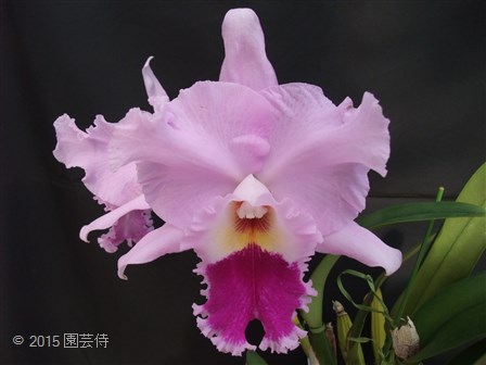 Blc. Nai Thong Leng 'No.1' FCC/JOS 20150104-2