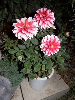 DSCF1714.jpg