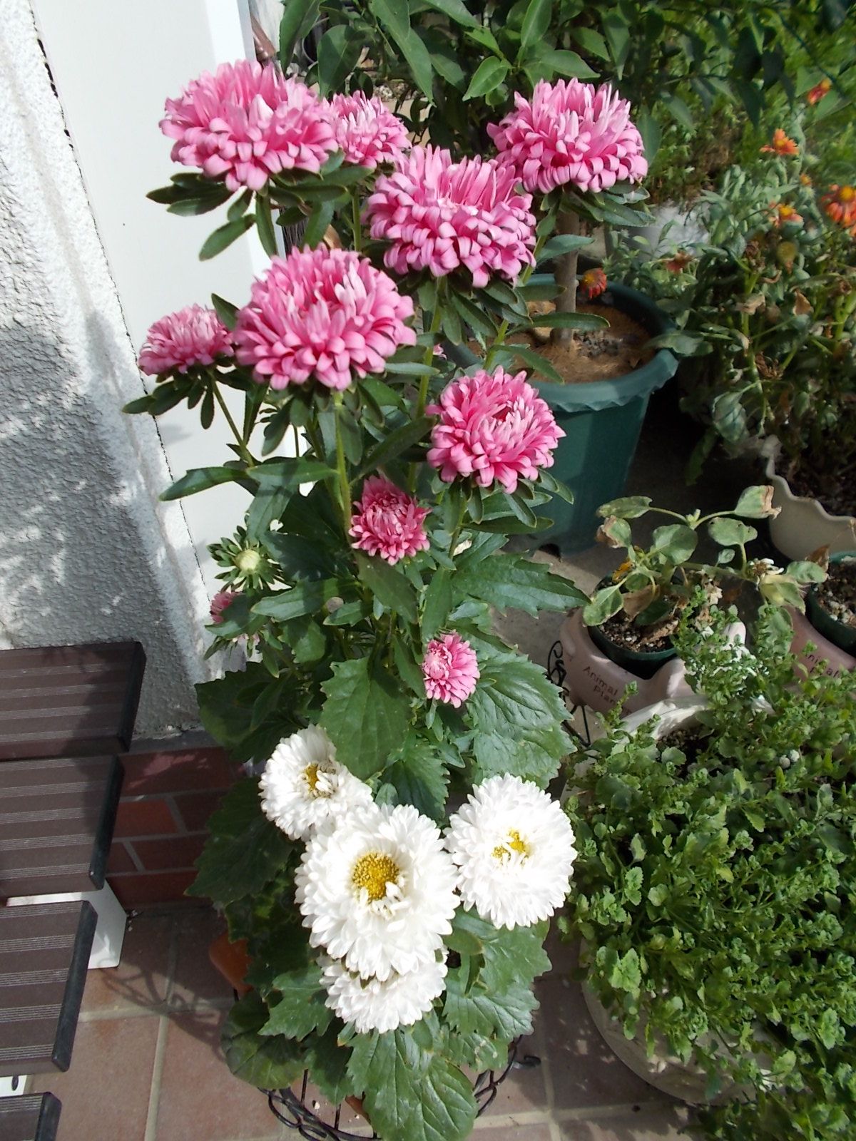 今 我が家で一番綺麗な花はアスターです バラを咲かせることが好き 楽天ブログ