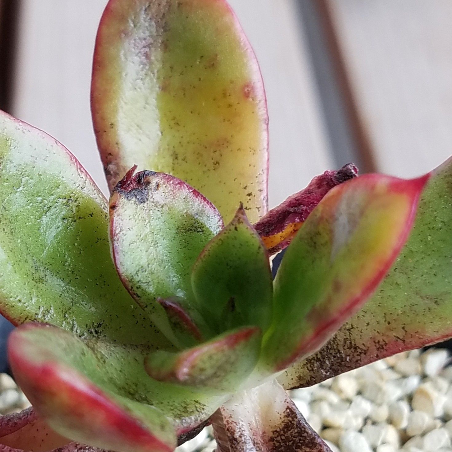 ヤバいぞヤバいぞ デルオの多肉日記 楽天ブログ