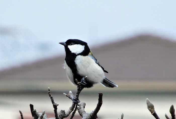 シジュウカラ12