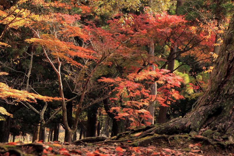 奈良公園の紅葉_004.jpg