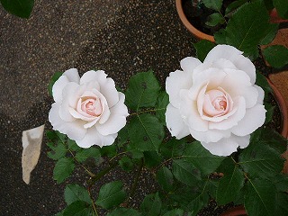 P1290570ss.jpg