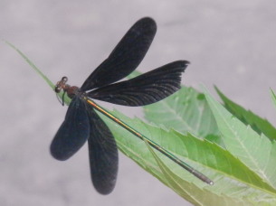 黒蜻蛉　8.11　2014