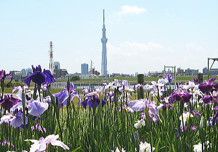 花菖蒲とスカイツリー（水辺公園）