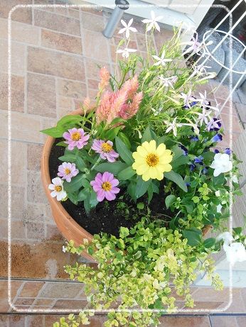 庭 今年の夏のハンギングはペチュニア ことりびより 楽天ブログ