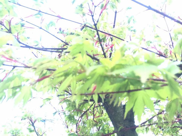 楓新緑.jpg