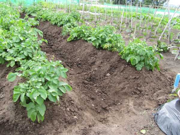 ｼﾞｬｶﾞｲﾓの土寄せ 東苗穂のふれあい野菜市のブログ 楽天ブログ