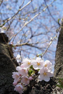 DSC00951.jpg