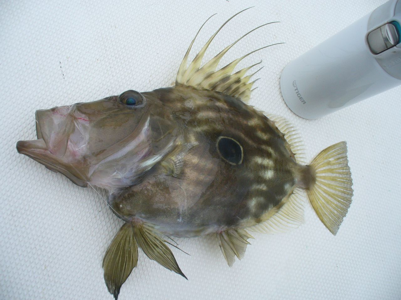 ホウボウ 名前 の 由来 ホウボウ