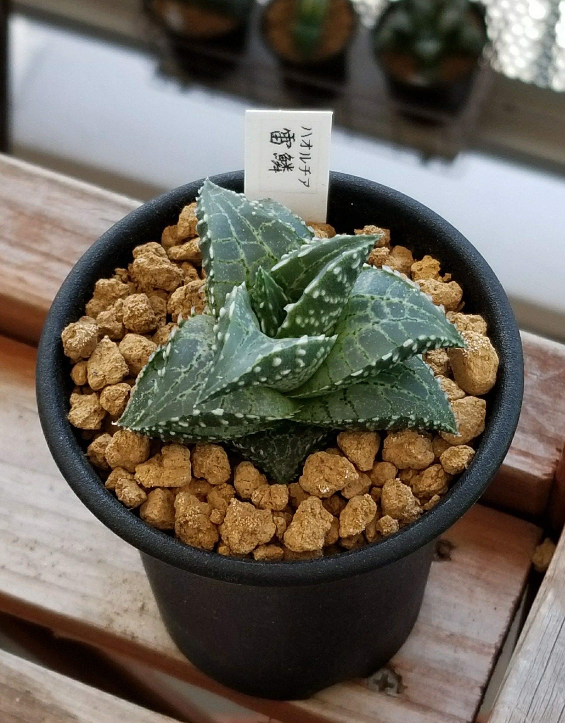 多肉植物 ハオルチア属 雷鱗 竜鱗&雷鱗 | デルオの多肉日記 - 楽天ブログ