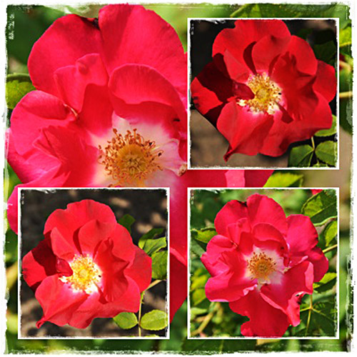 薔薇２