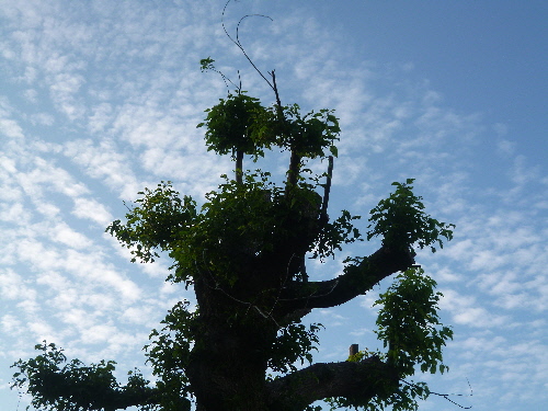 P1120983(1).JPG
